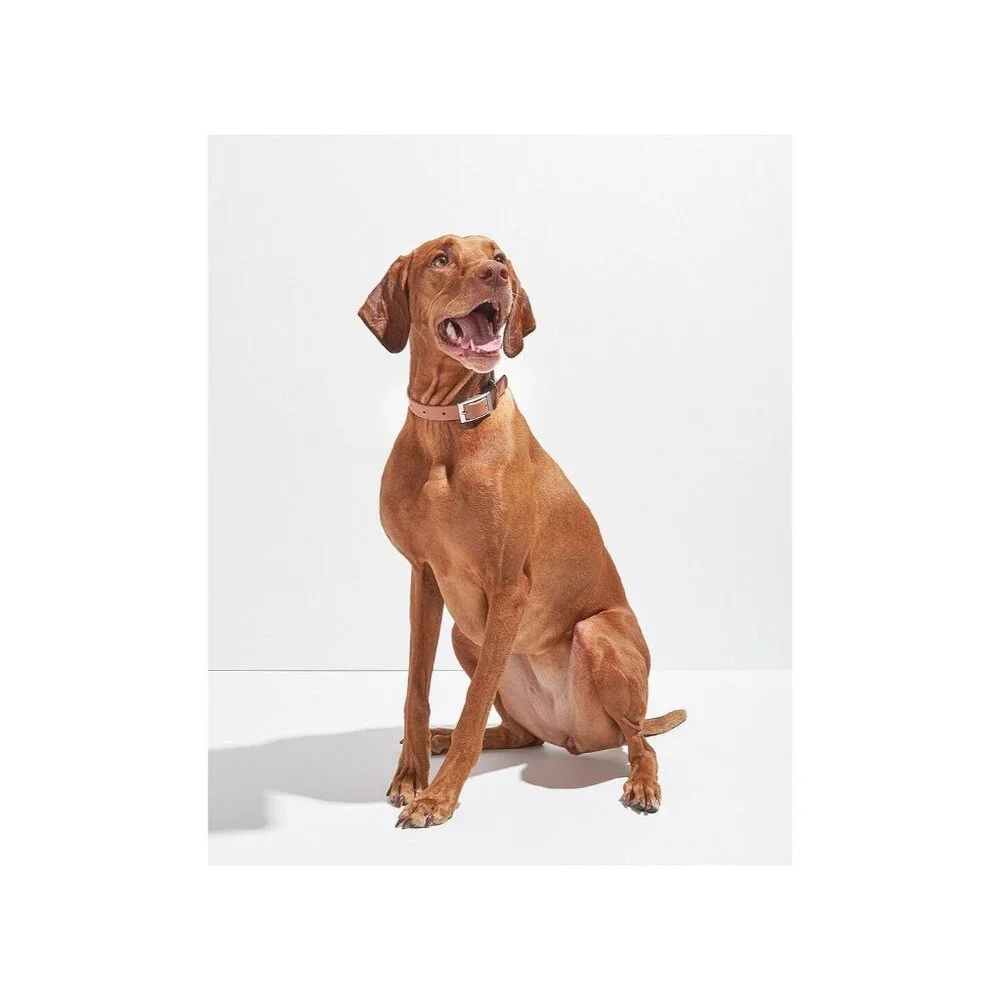 Wild One Extra Small Collar in Cocoa XSmall New Brown Dog Doggie Puppie